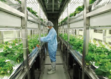 Advanced Laboratory for Plant-Made Pharmスポーツベット 登録ボーナス カジノeuticals