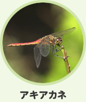 アキアカネ