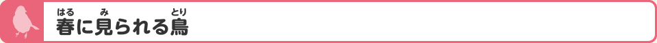 春（はる）に見られる鳥
