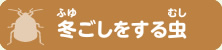 冬ごしをする虫