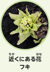 近くにある花　フキ