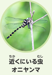 近くにいる虫　オニヤンマ
