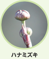 ハナミズキ