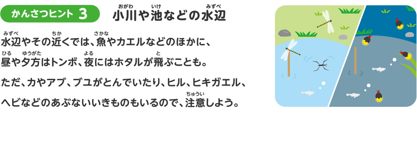 夏のかんさつヒント