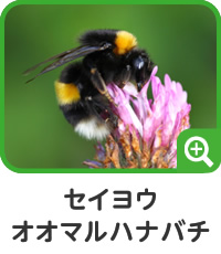 セイヨウオオマルハナバチ