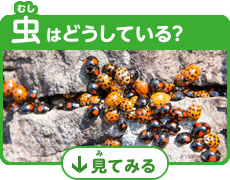 虫はどうしてる？