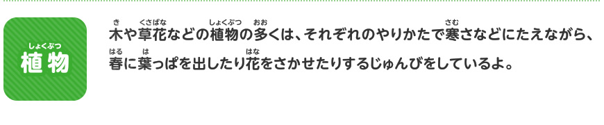 いきものの冬のすがたを調べよう 植物