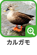 カルガモ