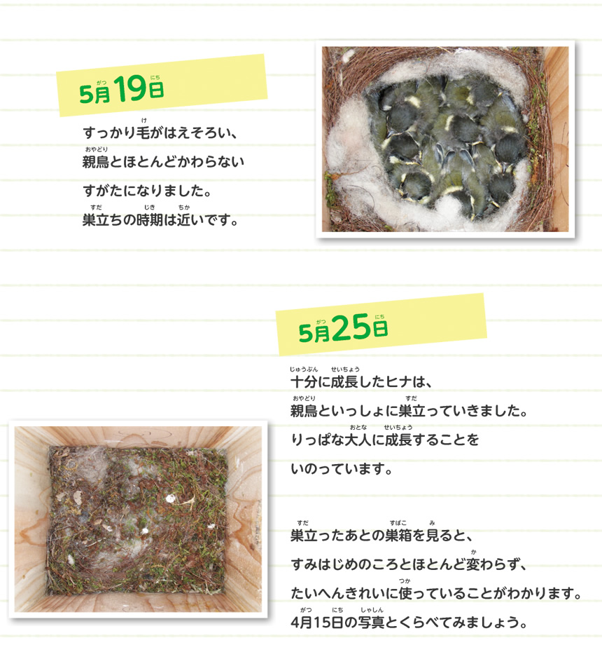 高山博士のかんさつレポート2015 シジュウカラが入居しました！