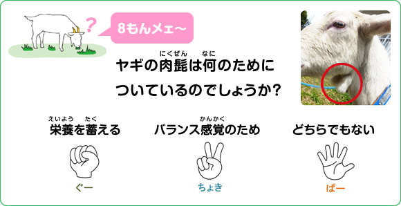 図版：スポーツ ベット ボーナスクイズ 8もんメェ～:スポーツ ベット ボーナスの肉髭は何のためについてるのでしょうか？