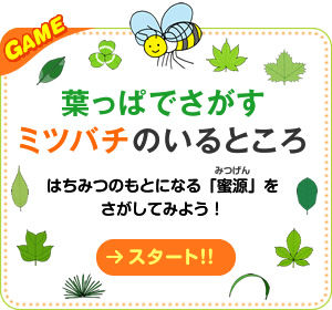 葉っぱでさがすミツバチのいるところ
