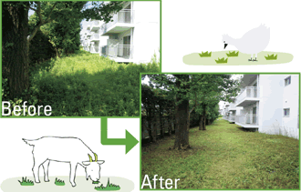 図：約1ヵ月で1,000m2の雑草を全て除草