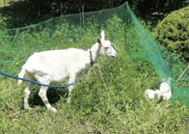 写真：スポーツベット 得する人とニワトリの共同作業