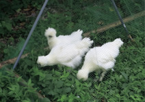 写真：スポーツベット 得する人が食べ残した雑草を除草するニワトリ