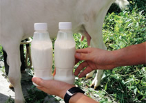 写真：美味しい搾りたてのスポーツベット 得する人乳