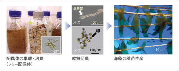 図版：フリー配偶体によるカジメの種苗生産