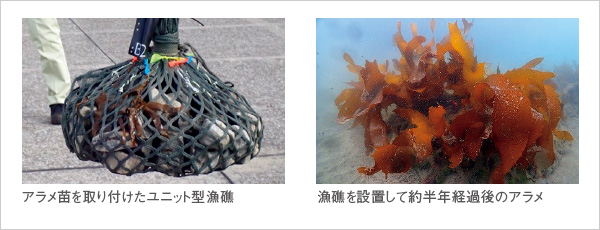 図版：生産スポーツベット 予想屋アラメ苗の生育状況
