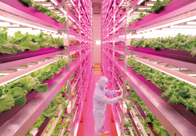 図版：「みらい」の人工光型スポーツベット ライブ工場・多賀城グリーンルーム（宮城県多賀城市）