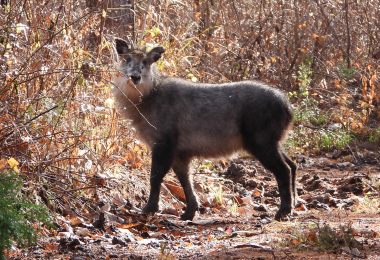 図版：カモシカ