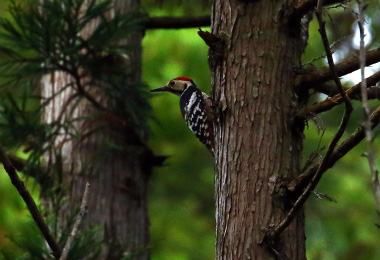 図版：オオアカゲラ