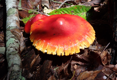 図版：タマゴダケ