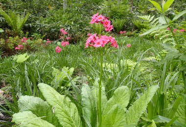 図版：クリンソウ