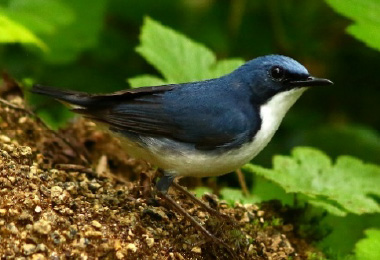 図版：コケイラン