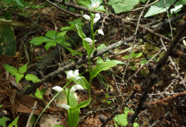 図版：ギンラン
