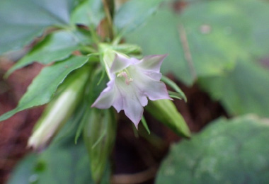 図版：生物多様性保全に貢献する場所として、日影山が環境省の「自然共生サイト」に認定されました