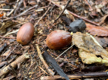 図版：社有林から集めたどんぐり