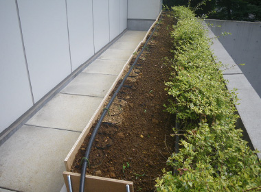 図版：スポーツベット本社（赤坂見附）にある植栽地