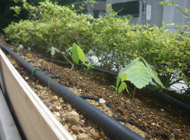 図版：種植えされ、芽吹いた様子