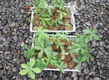 図版：成長した苗をもとの山へ