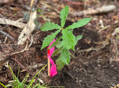 図版：植林され新たな緑へ