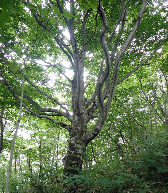 図版：山に帰ったどんぐりがスポーツベット ボーナス 登録カジノづくりを次世代へつなぐ