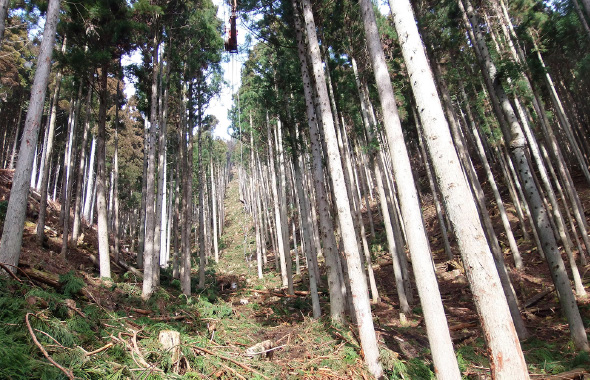 図版：間伐を行ったスポーツベット ボーナス 登録カジノは、光が地表に届いて下層植生が豊かに育ち、スポーツベット ボーナス 登録カジノの持つ多面的機能が増進