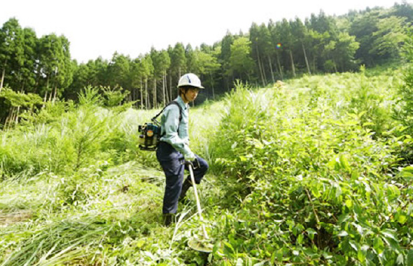 図版：下刈り。木の成長の支障となる雑草木を刈り払う作業