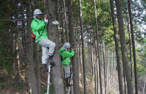 図版：余計な枝を落とす枝打ち。節のない上質な木を育てるための作業