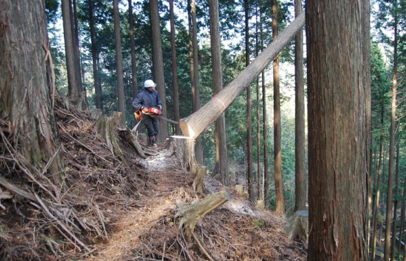 図版：収穫時期を迎えた樹木をチェーンソーで切り出している様子