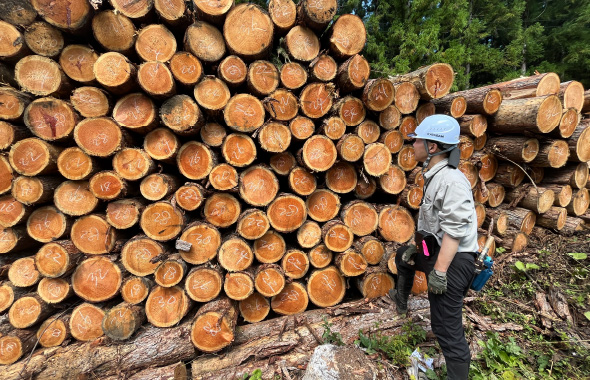 図版：切り出された木。建築用材やパルプ材として状態に合わせて余すことなく利用