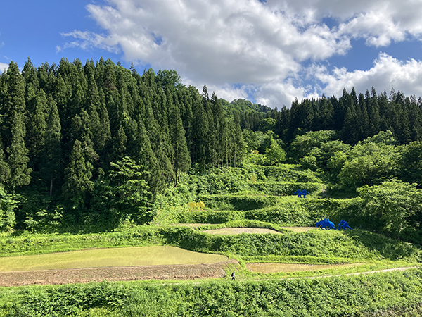 図版：スポーツ ベット あい お ー社員が田植え、稲刈りに参加したまつだいの棚田