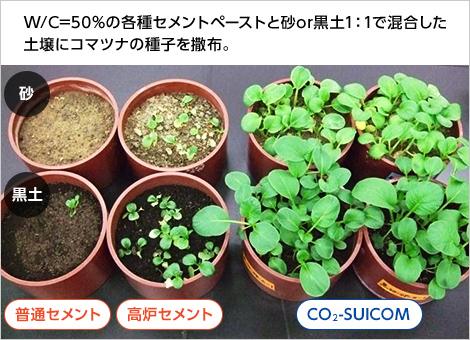 図版：スポーツ ベット おすすめ2-SUIスポーツ ベット おすすめMの優れた植物親和性